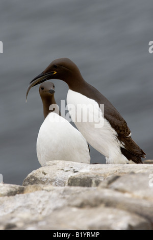 Gemeinsamen Guillemot (Uria Aalge) füttert Fische zu seinem partner Stockfoto