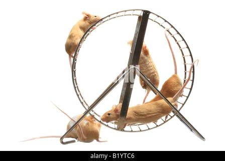 Hausmaus Mus Musculus farbige Mäuse im Hamsterrad Stockfoto