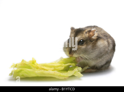 gestreift, behaarte footed Hamster Dzungarische Hamster Phodopus Sungorus Essen Stockfoto