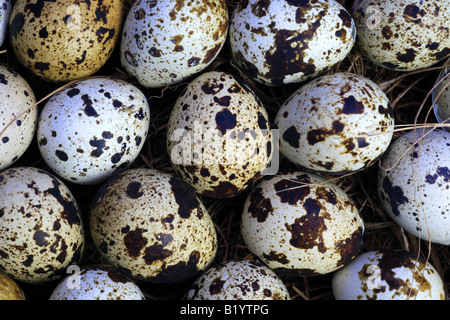 gemeinsamen Wachtel Coturnix Coturnix Eiern Deutschland Stockfoto