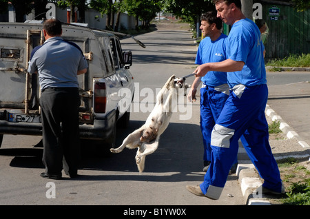 Hund-Catchers in Bukarest, Hauptstadt, Osteuropa. Die Stadtregierung berichtet, dass 9.000 Menschen jedes Jahr gebissen werden Stockfoto