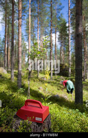 Eine ältere finnische Frau Blaubeeren (Vaccinium Myrtillus) pflücken, im Wald, Finnland Stockfoto