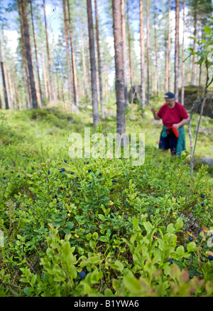 Eine ältere finnische Frau pflückt im Herbst in Finnland wilde Heidelbeeren ( Vaccinium myrtillus ) im Wald Stockfoto