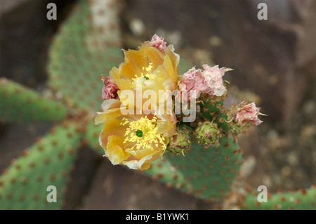Opuntia Rufida Kaktus Pflanze und Blume Stockfoto