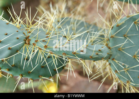 Opuntia Robusta Cactaceae Mexiko Stockfoto