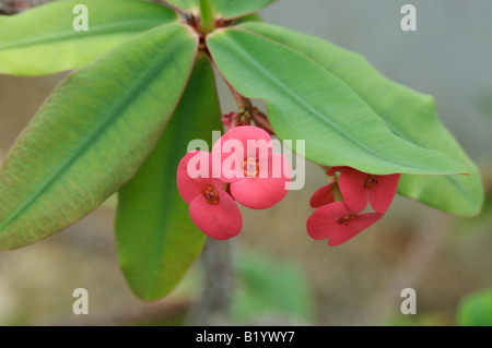 Eine Blume aus der Coronne des Epines Kaktus Pflanze Stockfoto