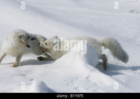 Wilde Polarfuchs. Beginn eine Brutsaison. Füchse spielen und kämpfen. Arktis, Kolguev Insel, Barents-See, Russland. Stockfoto