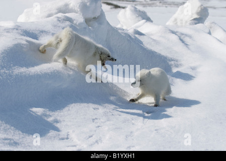 Wilde Polarfuchs. Beginn eine Brutsaison. Füchse spielen und kämpfen. Arktis, Kolguev Insel, Barents-See, Russland. Stockfoto