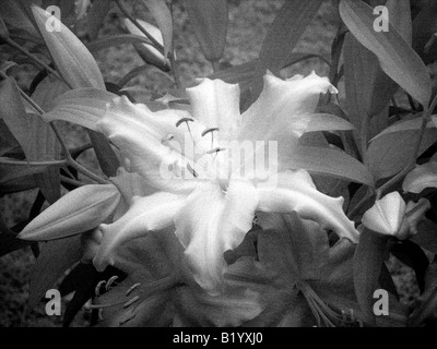 Infrarot-Lilium Auratum Lily Stockfoto