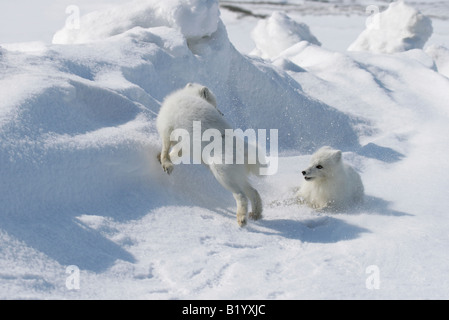 Wilde Polarfuchs. Beginn eine Brutsaison. Füchse spielen und kämpfen. Arktis, Kolguev Insel, Barents-See, Russland. Stockfoto