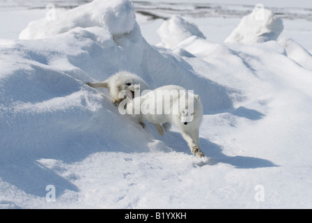 Wilde Polarfuchs. Beginn eine Brutsaison. Füchse spielen und kämpfen. Arktis, Kolguev Insel, Barents-See, Russland. Stockfoto