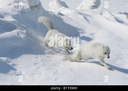 Wilde Polarfuchs. Beginn eine Brutsaison. Füchse spielen und kämpfen. Arktis, Kolguev Insel, Barents-See, Russland. Stockfoto