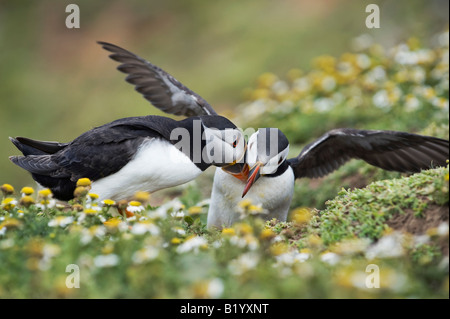 Fratercula Arctica. Papageitaucher Balz im Meer Mayweed auf Skomer Island, Wales anzeigen Stockfoto