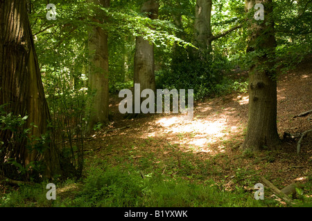 sonnigen Patch gesehen in einem Wald Stockfoto