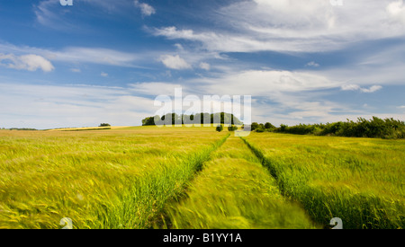 Sommer Ernte Feld wächst in Dorset Landschaft England Stockfoto