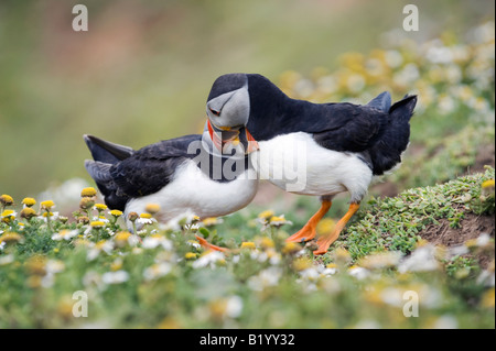 Fratercula Arctica. Papageitaucher Balz im Meer Mayweed auf Skomer Island, Wales anzeigen Stockfoto