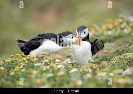 Fratercula Arctica. Papageitaucher Balz im Meer Mayweed auf Skomer Island, Wales anzeigen Stockfoto