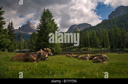 Vieh entspannen vor der Südwand der Tre Cime di Lavaredo und Lago de Antorno, in der Nähe von Misurina, Dolomiten, Italien Stockfoto