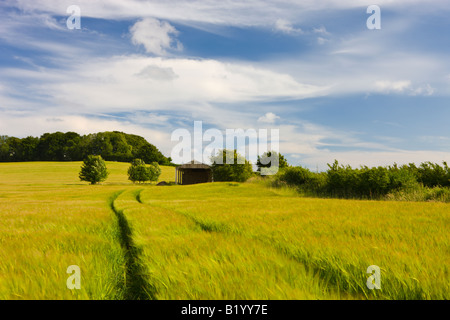 Sommer Ernte Feld wächst in Dorset Landschaft England Stockfoto