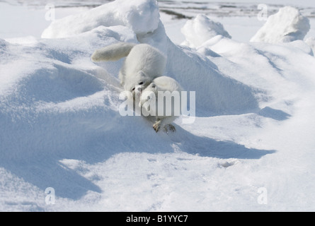 Wilde Polarfuchs. Beginn eine Brutsaison. Füchse spielen und kämpfen. Arktis, Kolguev Insel, Barents-See, Russland. Stockfoto