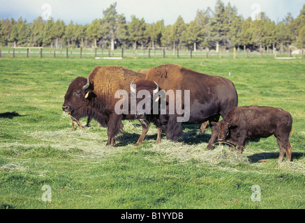 ein Büffel Weiden mit einer kleinen Herde Bisons hob für Fleisch Häuten und Hörner Stockfoto