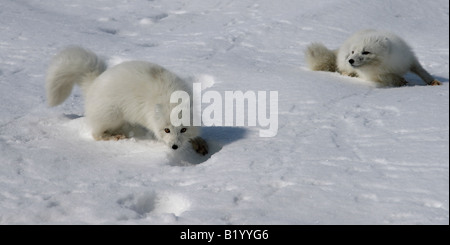 Wilde Polarfuchs. Beginn eine Brutsaison. Füchse spielen und kämpfen. Arktis, Kolguev Insel, Barents-See, Russland. Stockfoto