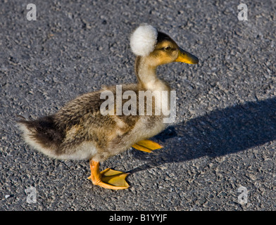 Crested Anruf Entlein Stockfoto