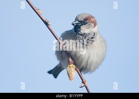 Haussperling auf Glyzinien Zweig mit Knospe Stockfoto