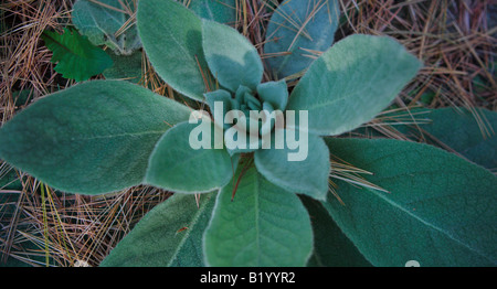 GEMEINSAMEN KÖNIGSKERZE VERBASCUM THAPSUS IN KETTLE MORAINE STAATSWALD SÜDLICHEN EINHEIT WISCONSIN USA Stockfoto