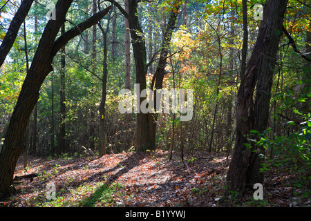 ICE AGE TRAIL ZWISCHEN EASTERLY STRAßE UND KETTLE MORAINE FAHREN IN KETTLE MORAINE STAATSWALD SÜDLICHEN EINHEIT WALWORTH COUNTY WISCON Stockfoto