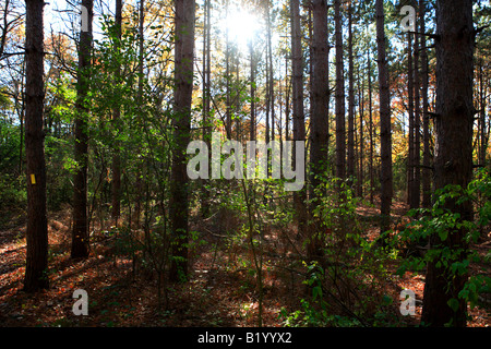 ICE AGE TRAIL ZWISCHEN EASTERLY STRAßE UND KETTLE MORAINE FAHREN IN KETTLE MORAINE STAATSWALD SÜDLICHEN EINHEIT WALWORTH COUNTY WISCON Stockfoto