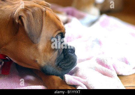 Foto der Familie Boxer Welpen Verlegung auf Decke in Familie zu Hause UK London Stockfoto