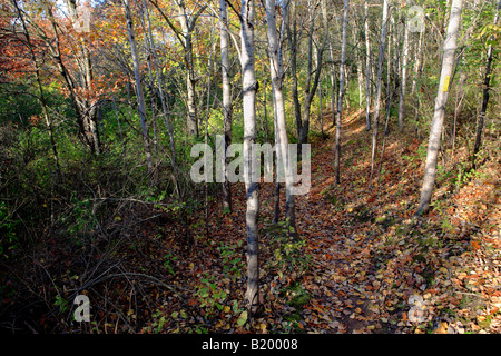 KETTLE MORAINE MORÄNE STAAT WALD STAATSPARK PARK WALD NATUR ERHALTUNG ERHOLUNG WISCONSIN WI AMERIKA AMERIKANISCHE VEREINIGTE ST Stockfoto