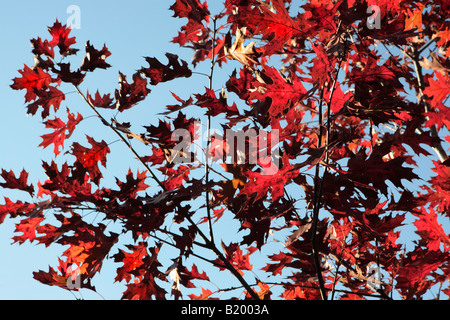 ROTEICHE QUERCUS RUBRA BLÄTTER IM HERBST IN KETTLE MORAINE STAATSWALD SOUTH UNIT WISCONSIN USA Stockfoto