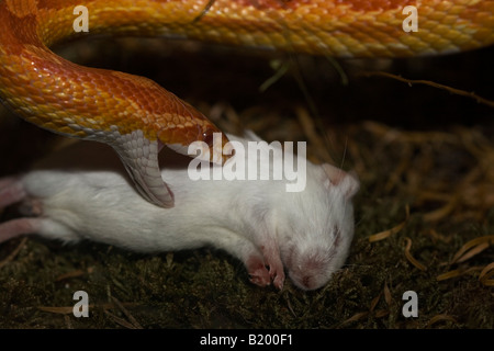 Kornnatter Fütterung auf Maus Stockfoto