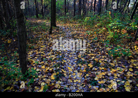 ICE AGE TRAIL ZWISCHEN EASTERLY STRAßE UND KETTLE MORAINE FAHREN IN KETTLE MORAINE STAATSWALD SÜDLICHEN EINHEIT WALWORTH COUNTY WISCON Stockfoto