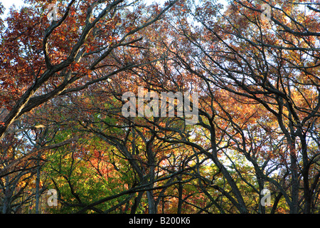 HERBSTLICHEN WÄLDER ZWISCHEN EASTERLY STRAßEN- UND KETTLE MORAINE FAHREN IN KETTLE MORAINE STAATSWALD SÜDLICHEN EINHEIT WALWORTH COUNTY WISCONS Stockfoto