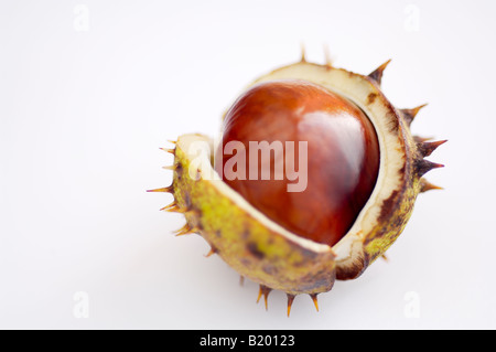 Eine Kastanie oder conker in der Schale. Stockfoto