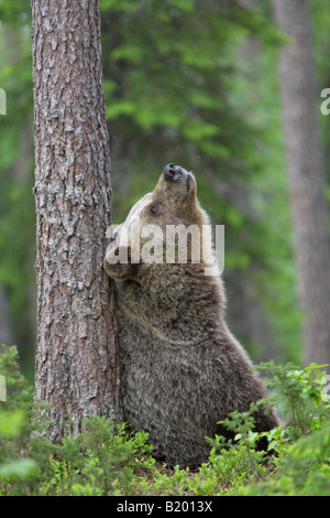 Europäischer Braunbär Ursus Arctos aufrecht sitzend kratzen den Rücken gegen einen Baumstamm in einem Wald in Finnland Europa Stockfoto