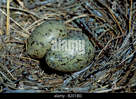 Mew Gull Larus Canus Girdwood ALASKA USA Juni Nest Eggs Laridae Stockfoto