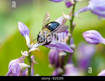 Eine Hummel (Bombus) sammelt Nektar aus einer Blume Hosta Stockfoto