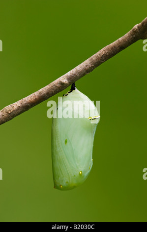 Monarch-Schmetterling Chrysalis Stockfoto