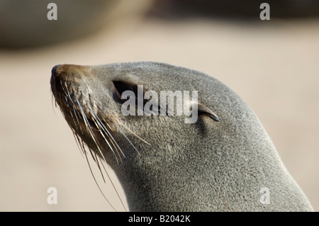 Afrikanische Seebär Porträt Stockfoto