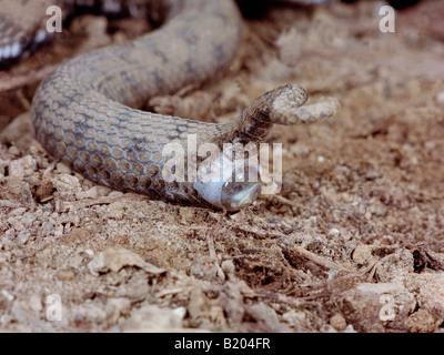 Vipere Aspi Aspisviper Asp Viper Vipera Aspis Geburt kleine Viper Entbindung Tiere Asp Viper Aspik Viper Aspisvipern Eur Stockfoto