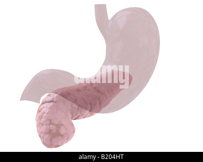 menschlichen Pankreas Stockfoto