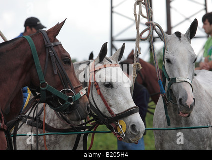 Drei Pferde Poloclub gebunden an Zaun weichen Sonnenlicht Sport outdoor Freizeit Stockfoto