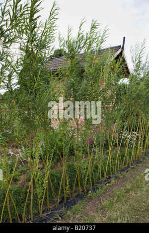 Junge Weide Bäume, die in einer Linie und gewebte zusammen eine große visuelle und Wind brechen. Stockfoto