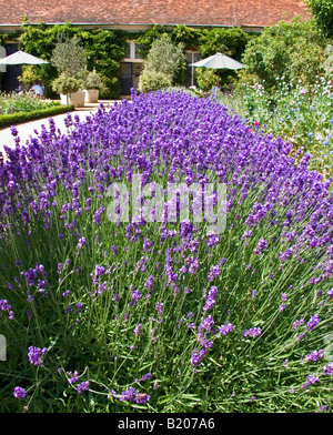 Lavendel Grenze Ham House in der Nähe von Richmond London England UK Stockfoto