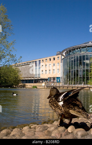 Enten im Mowbray Park in Sunderland. Die Wintergärten und Sunderland Museum kann im Hintergrund zu sehen. Stockfoto