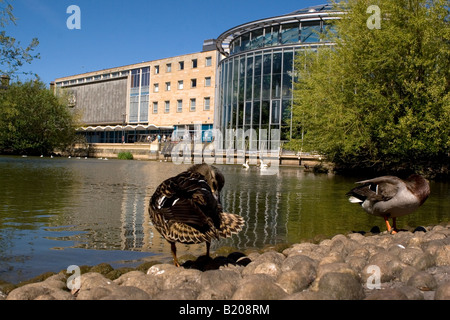 Enten im Mowbray Park in Sunderland. Die Wintergärten und Sunderland Museum kann im Hintergrund zu sehen. Stockfoto